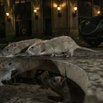 On Pearl Street, in New York’s Lower Manhattan, brown rats scamper between their home under a tree grille and a pile of garbage bags full of food waste.
